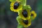 Ophrys lutea